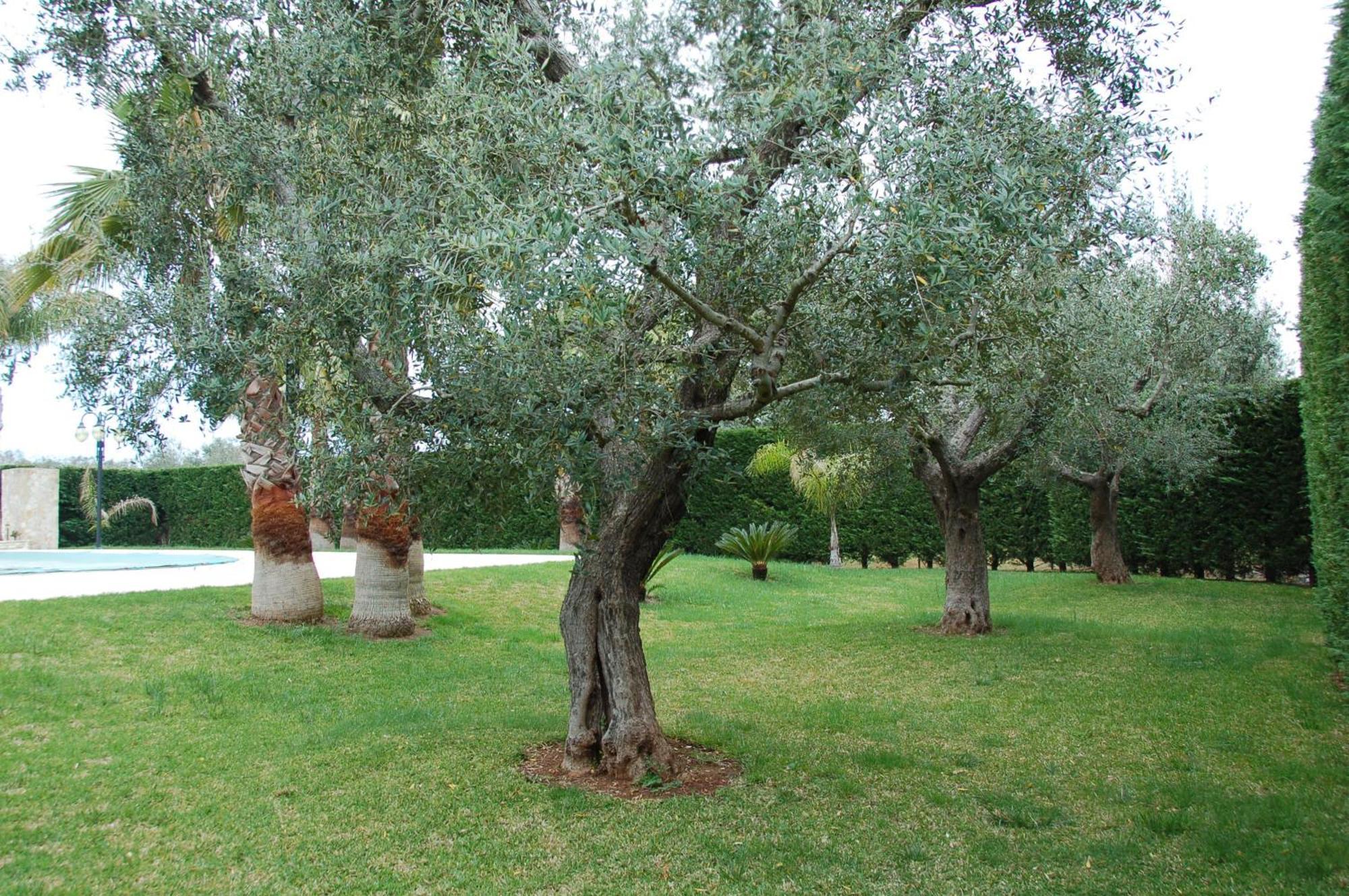 B&B Villa Vittoria Maglie Exterior foto
